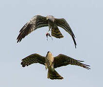 Montagu's Harrier