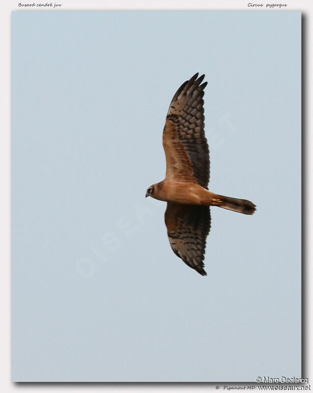 Montagu's Harrierjuvenile, Flight