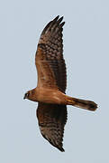 Montagu's Harrier