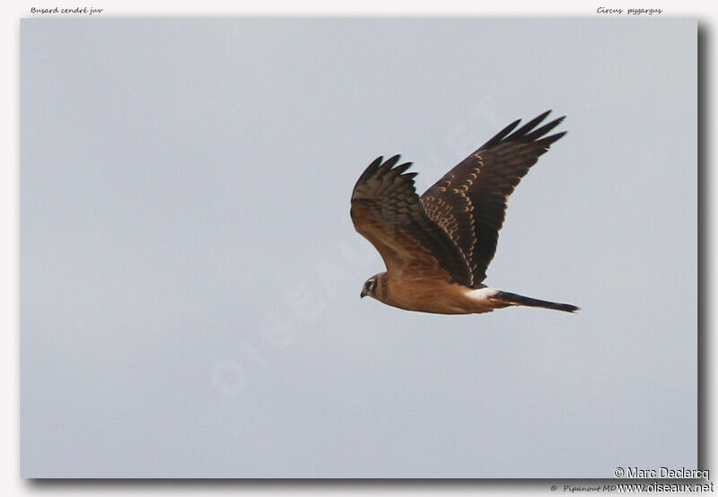 Montagu's Harrier, Flight