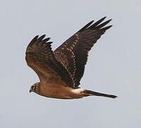 Montagu's Harrier