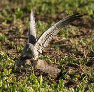 Montagu's Harrier