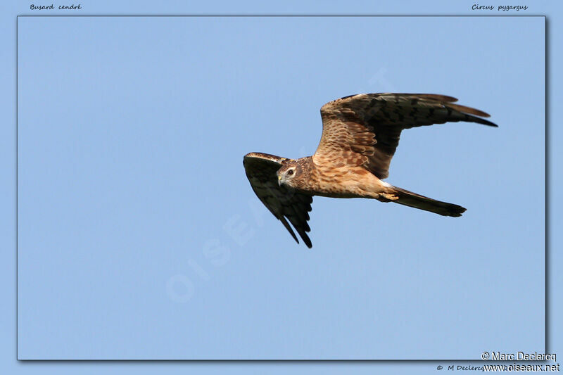 Montagu's Harrier, Flight