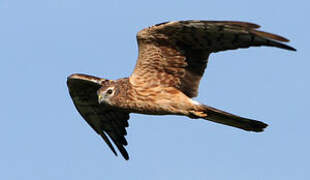 Montagu's Harrier