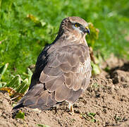 Montagu's Harrier