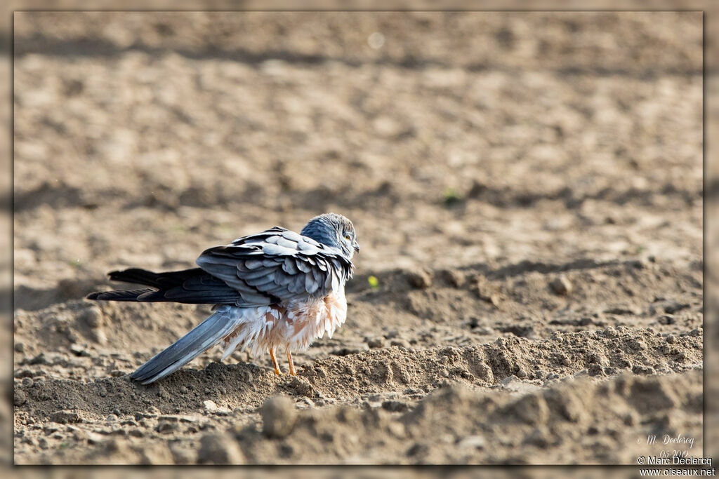 Montagu's Harrier