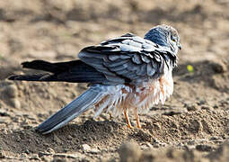 Montagu's Harrier