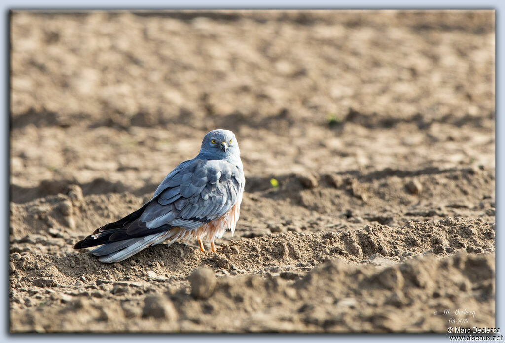 Montagu's Harrier