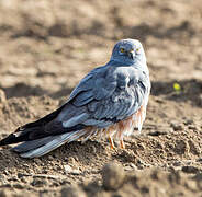 Montagu's Harrier