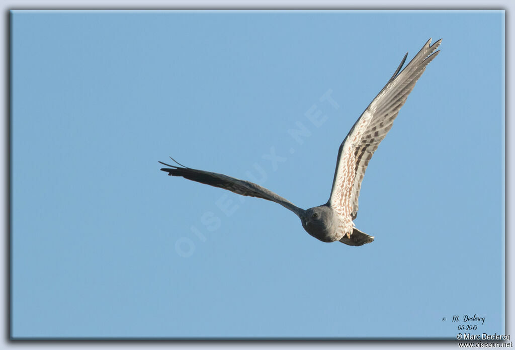 Montagu's Harrier