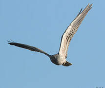 Montagu's Harrier