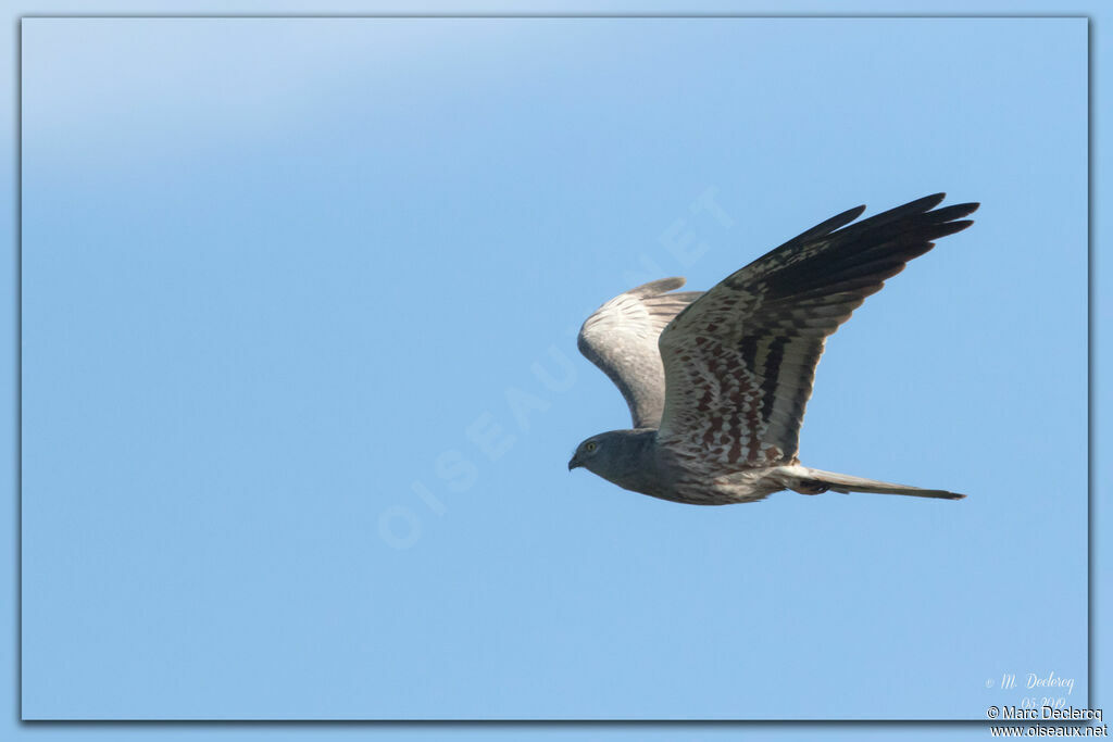 Montagu's Harrier