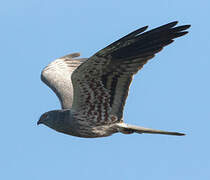 Montagu's Harrier