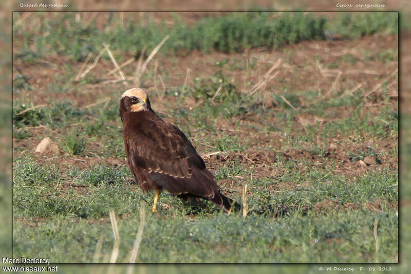 Busard des roseauxjuvénile, identification