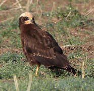 Western Marsh Harrier