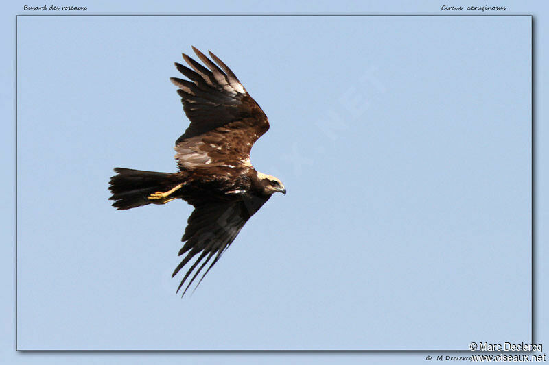 Western Marsh Harrier, identification