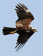 Western Marsh Harrier