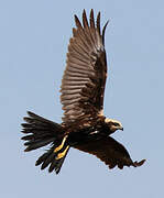 Western Marsh Harrier