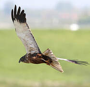 Western Marsh Harrier