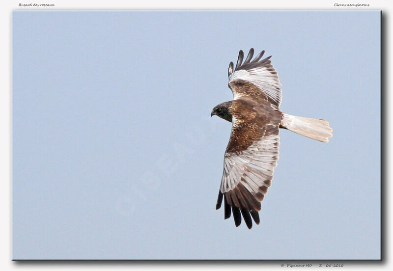 Western Marsh Harrier female, Flight, Behaviour