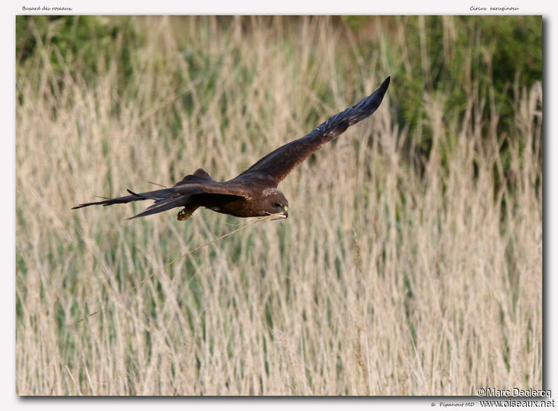 Western Marsh Harrier, identification, Behaviour