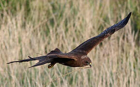 Western Marsh Harrier