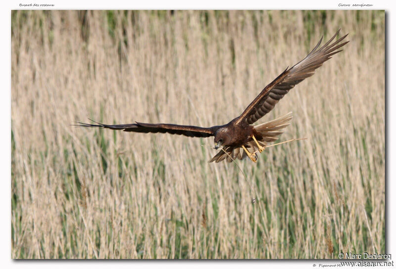 Busard des roseaux, identification, Comportement