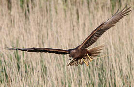 Western Marsh Harrier