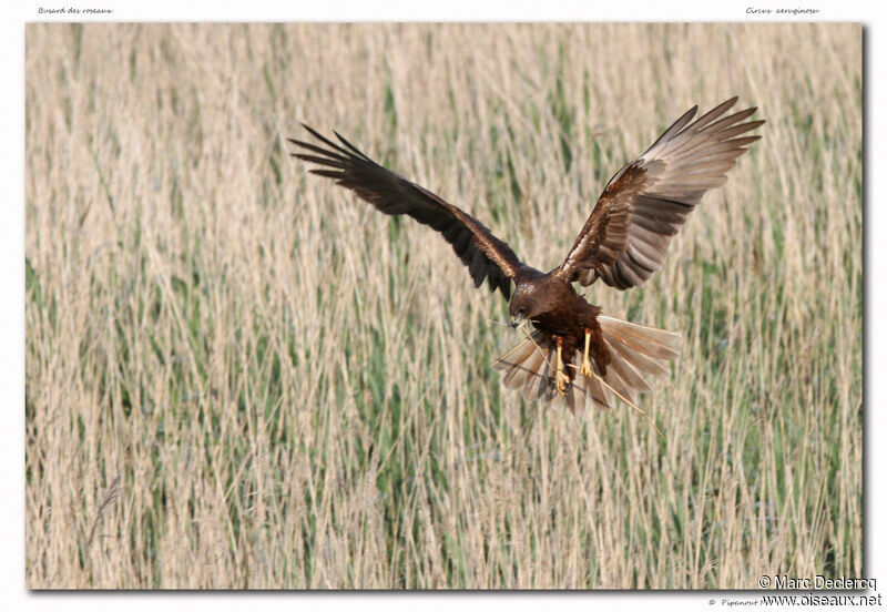 Western Marsh Harrier, identification, Behaviour