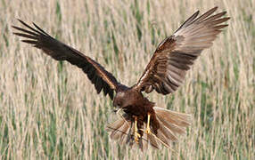 Western Marsh Harrier