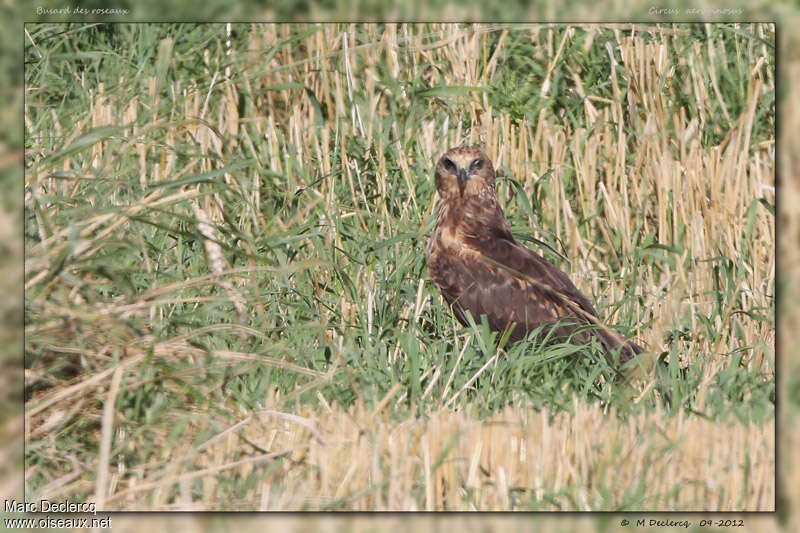 Busard des roseaux femelle 3ème année, identification