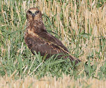 Western Marsh Harrier