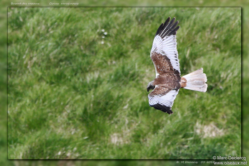 Western Marsh Harrier, identification