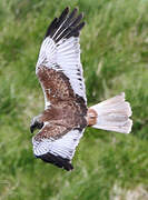 Western Marsh Harrier