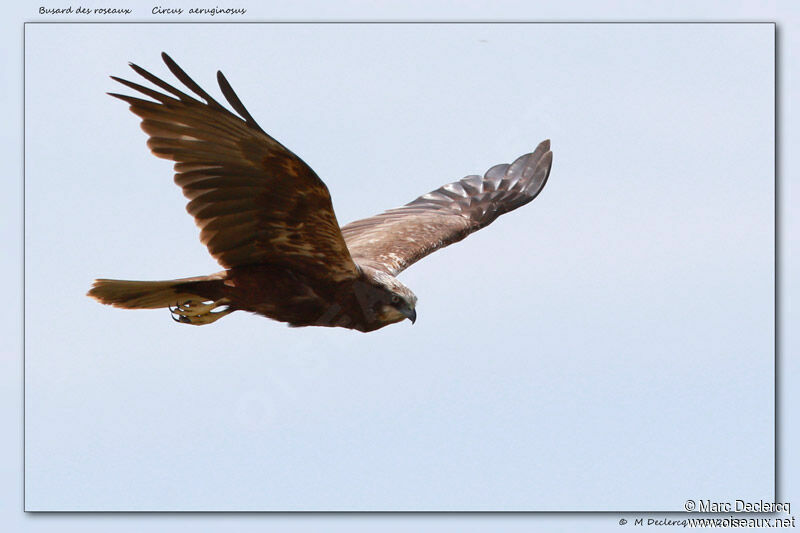 Western Marsh Harrier, identification