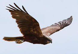 Western Marsh Harrier