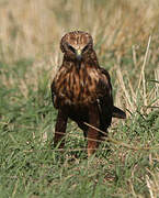 Western Marsh Harrier