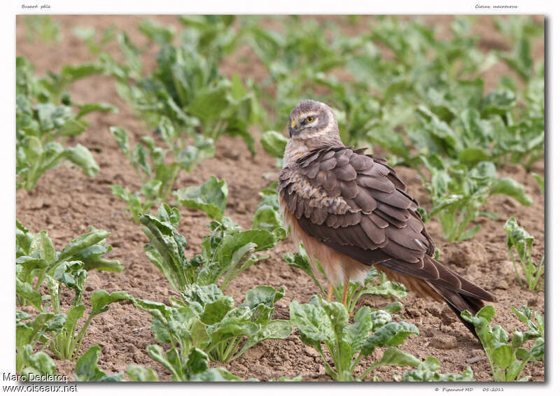 Busard pâle2ème année, identification