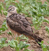 Pallid Harrier