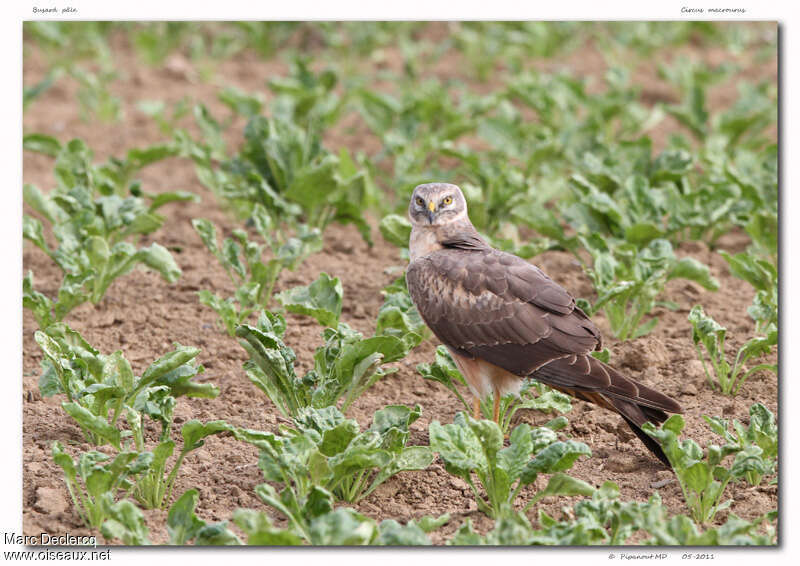 Busard pâle, identification