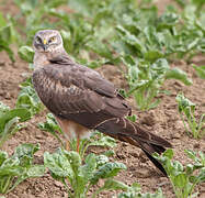 Pallid Harrier