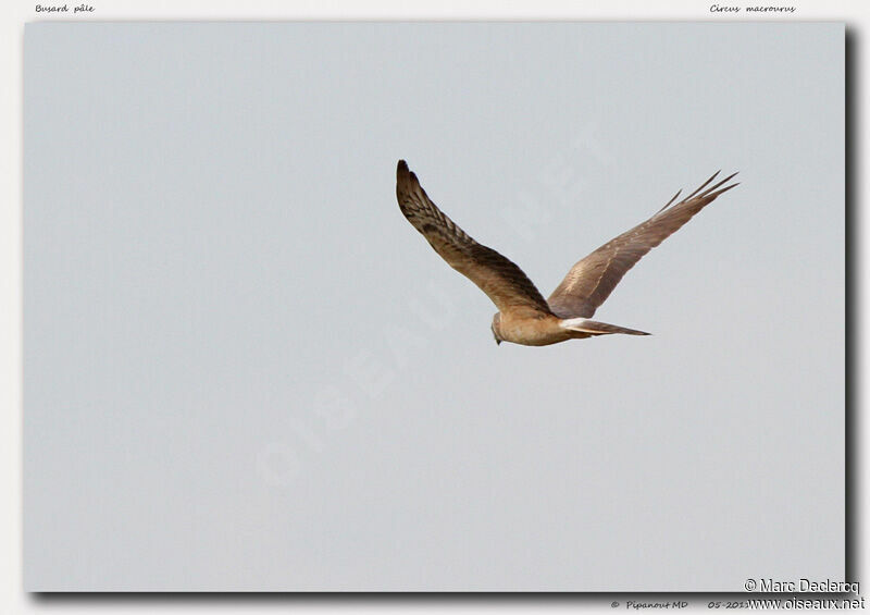 Pallid Harrier, Flight