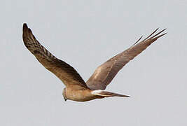 Pallid Harrier