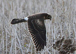 Pallid Harrier