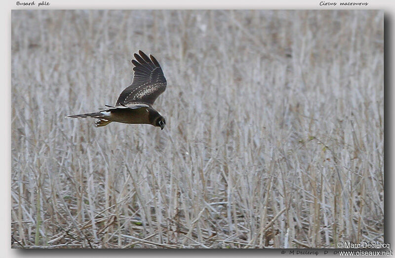 Pallid Harrier, Flight