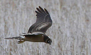 Pallid Harrier