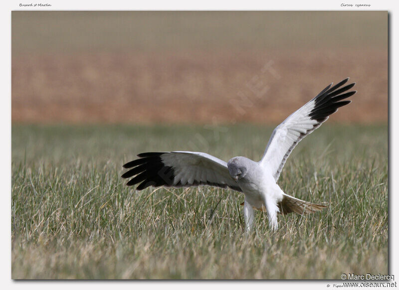 Hen Harrier, identification, Behaviour