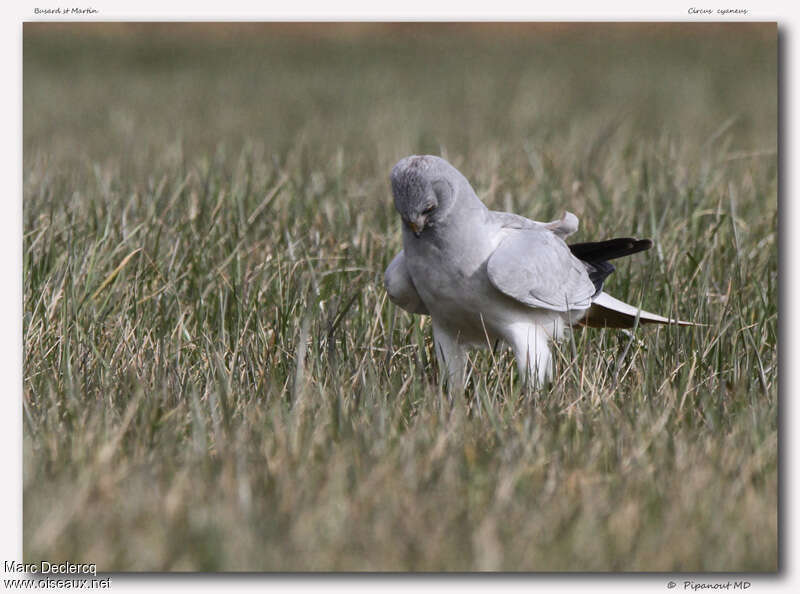 Hen Harrier male adult, fishing/hunting