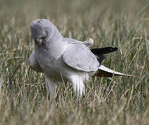 Hen Harrier