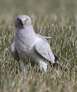 Hen Harrier